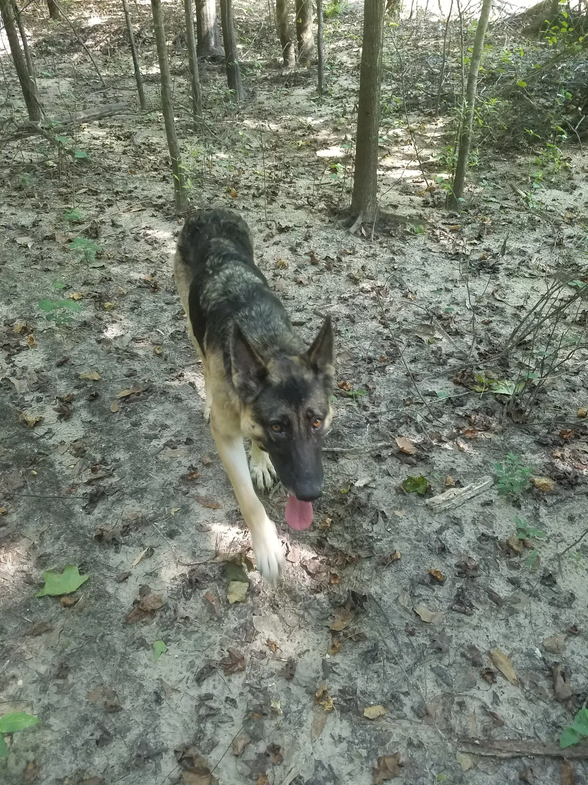 Lost dog in Como, MS, 38619