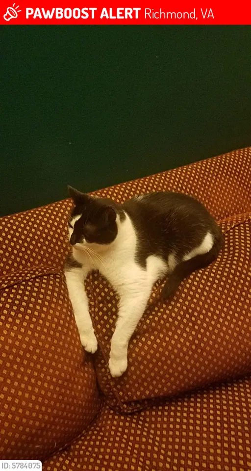 Lost cat in Richmond, VA, 23225