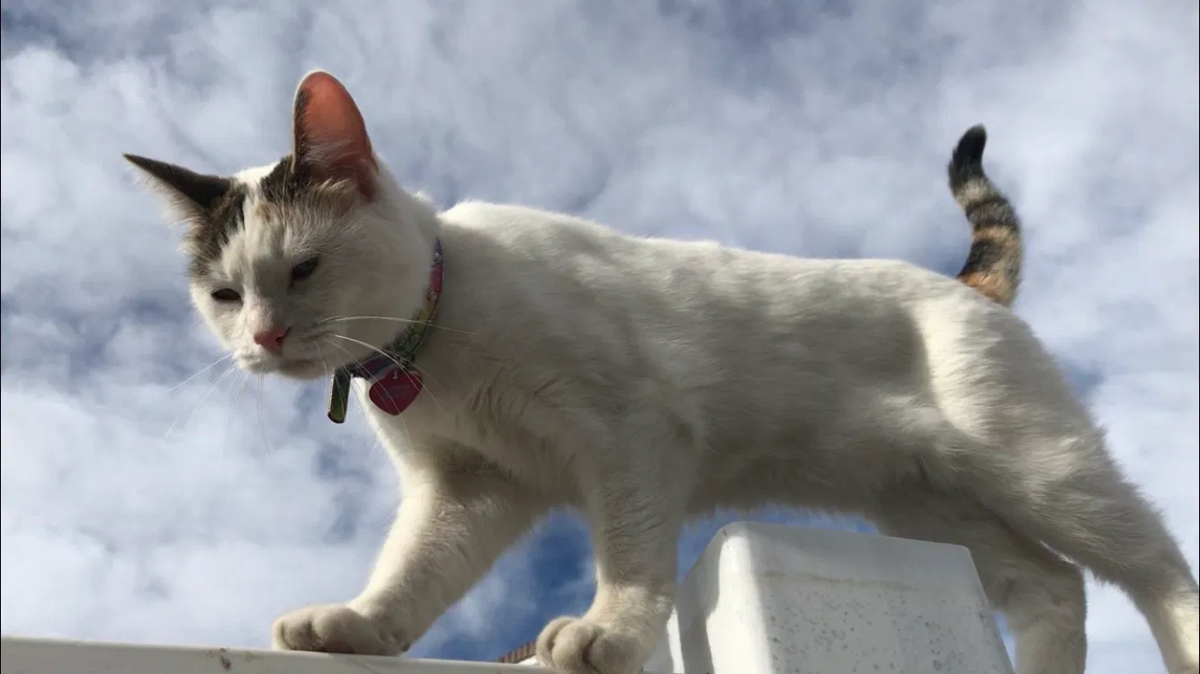 Lost cat in Fountain, CO, 80817