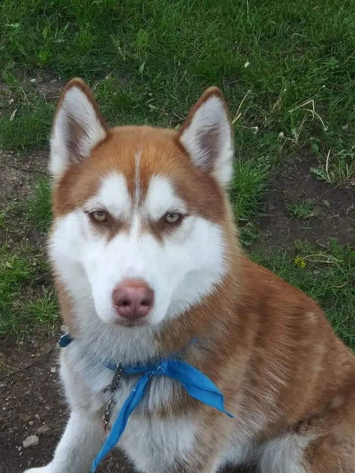 Lost dog in Flint, MI, 48504