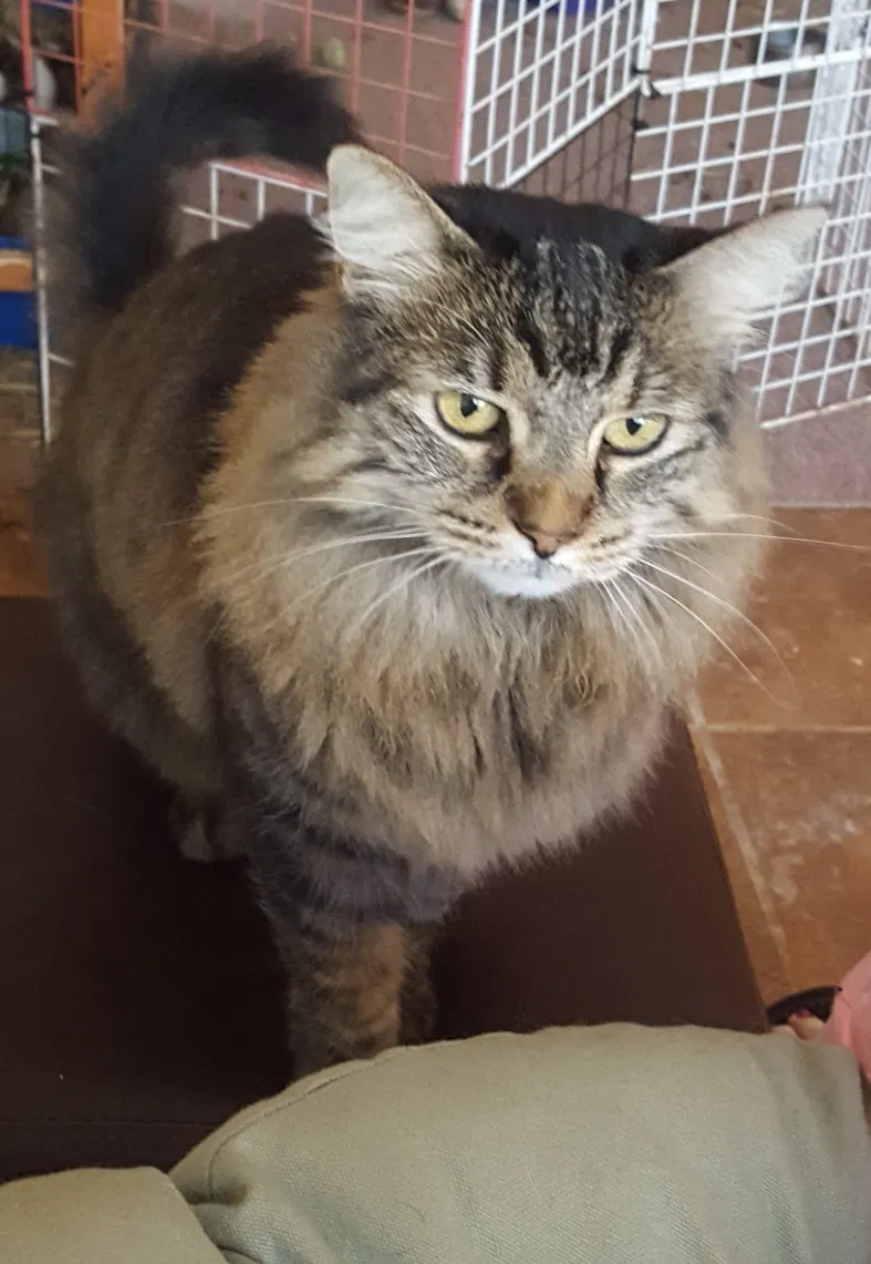 Lost cat in Goodyear, AZ, 85338