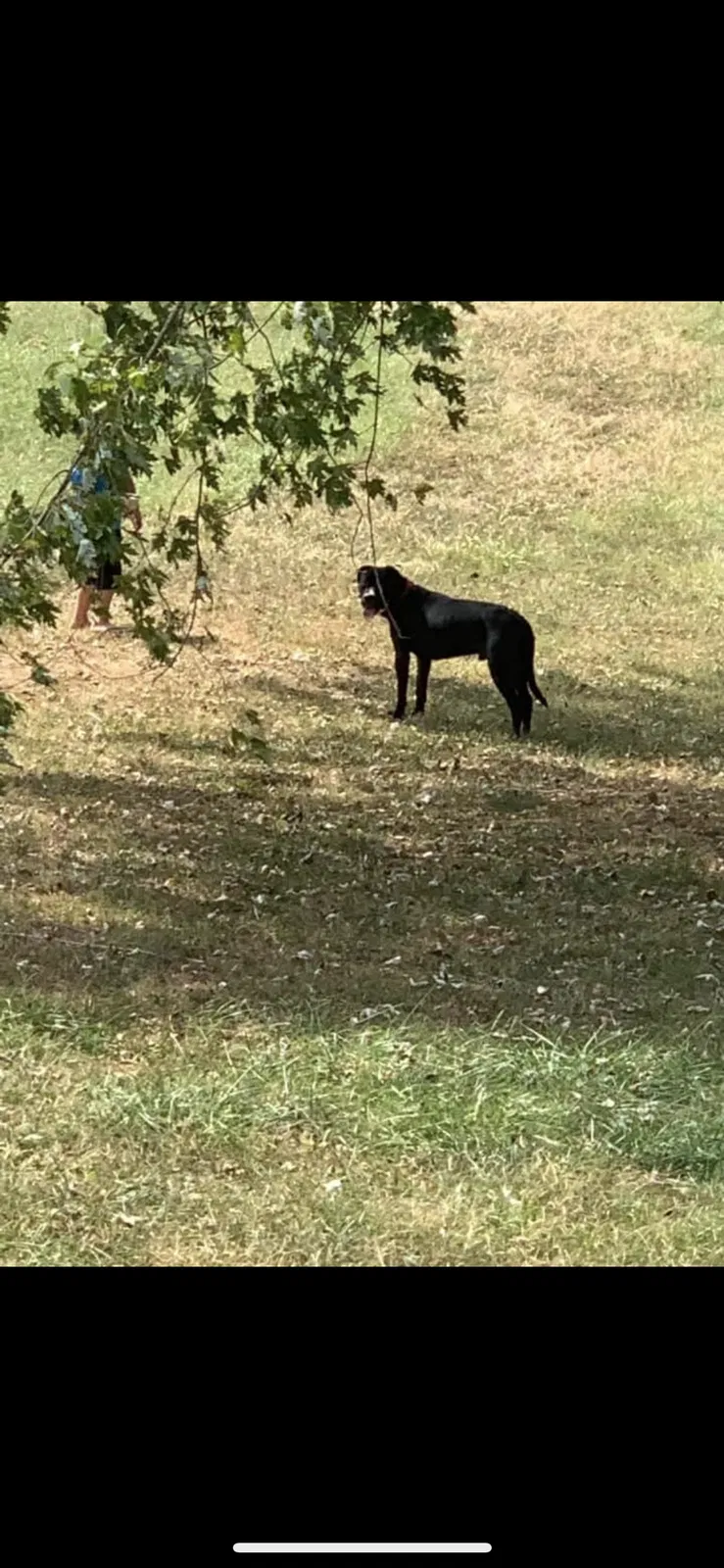 Found dog in Vine Grove, KY, 40175
