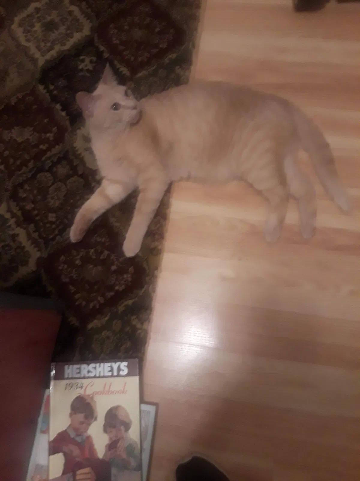 Lost cat in Oklahoma City, OK, 73107