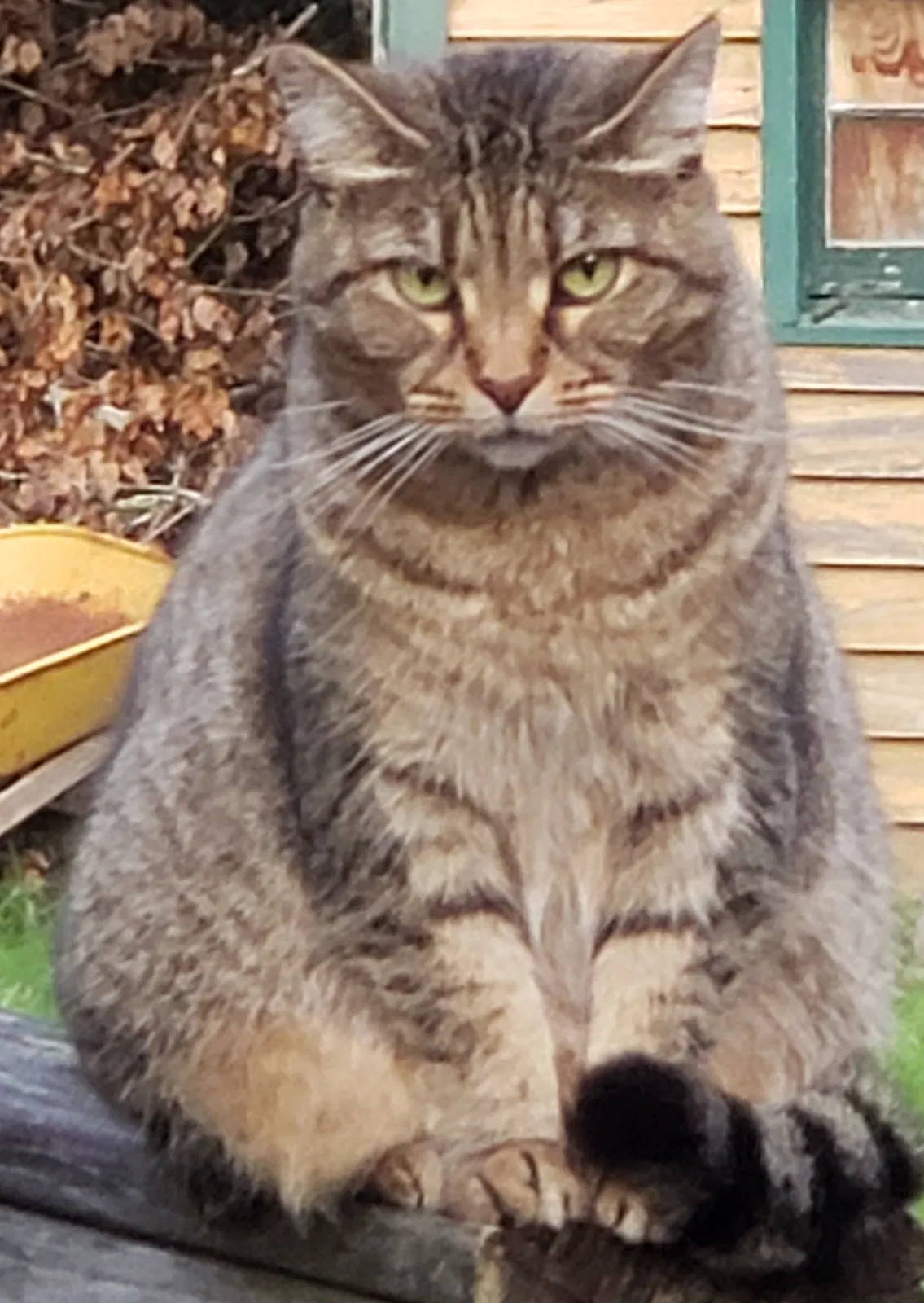 Lost cat in Buford, GA, 30519