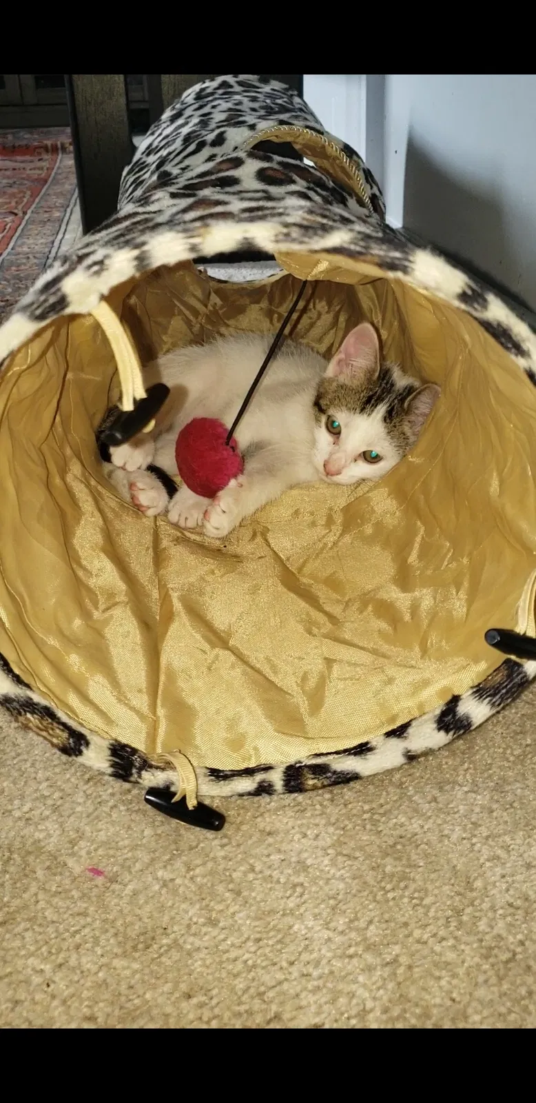 Lost cat in Riverdale, MD, 20737