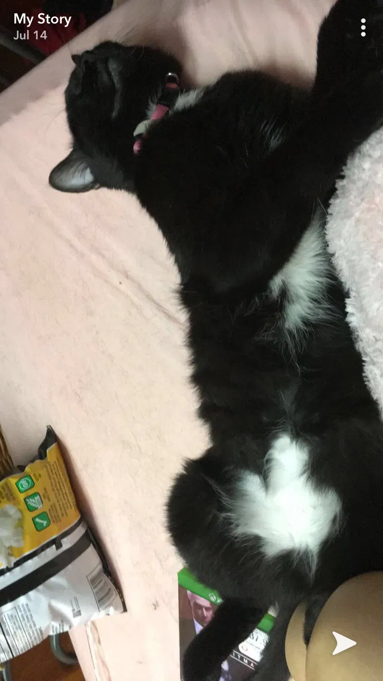 Lost cat in Salt Lake City, UT, 84129