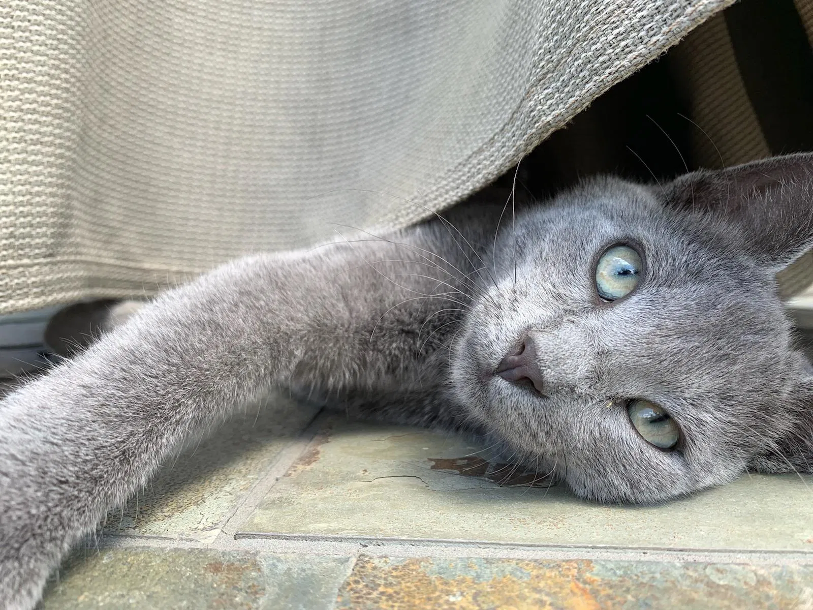 Lost cat in Denver, CO, 80229