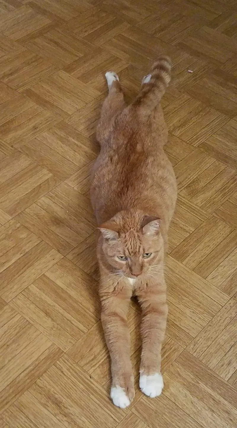 Lost cat in Tinley Park, IL, 60477