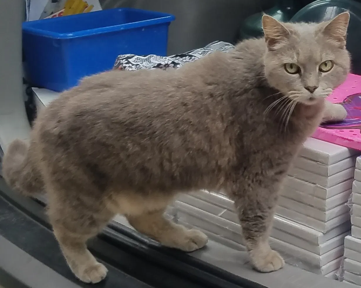 Lost cat in Camarillo, CA, 93010