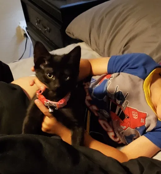 Lost cat in San Tan Valley, AZ, 85143