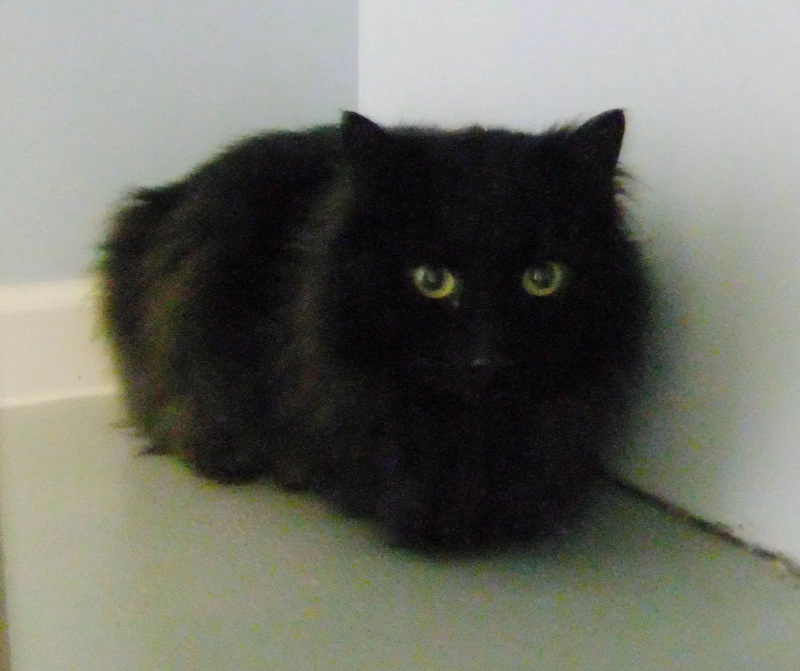 Lost cat in Monroe Township, NJ, 8831