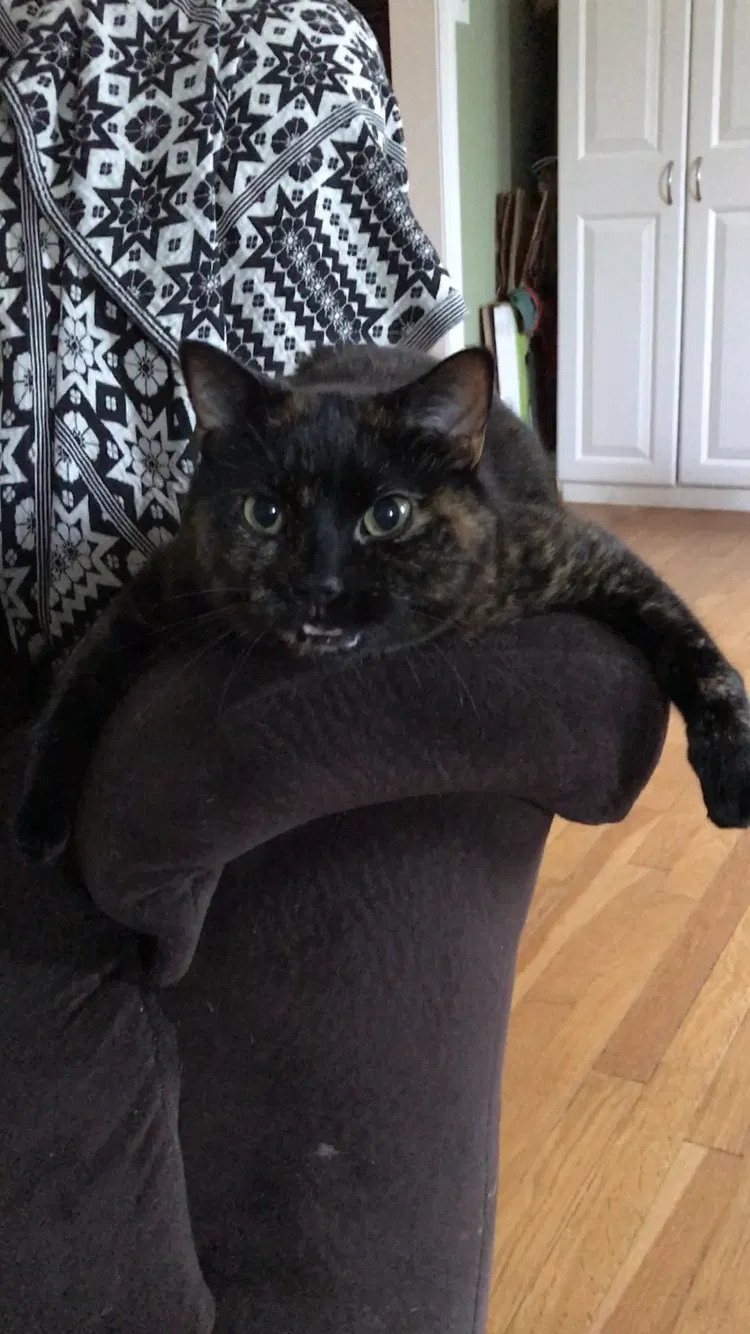 Lost cat in Staunton, VA, 24401
