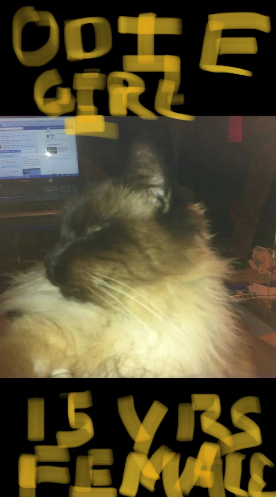 Lost cat in Redding, CA, 96003