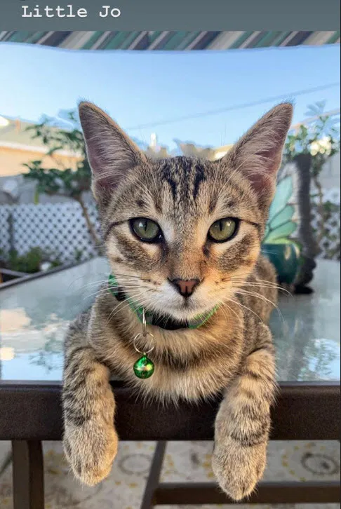 Lost cat in South Gate, CA, 90280