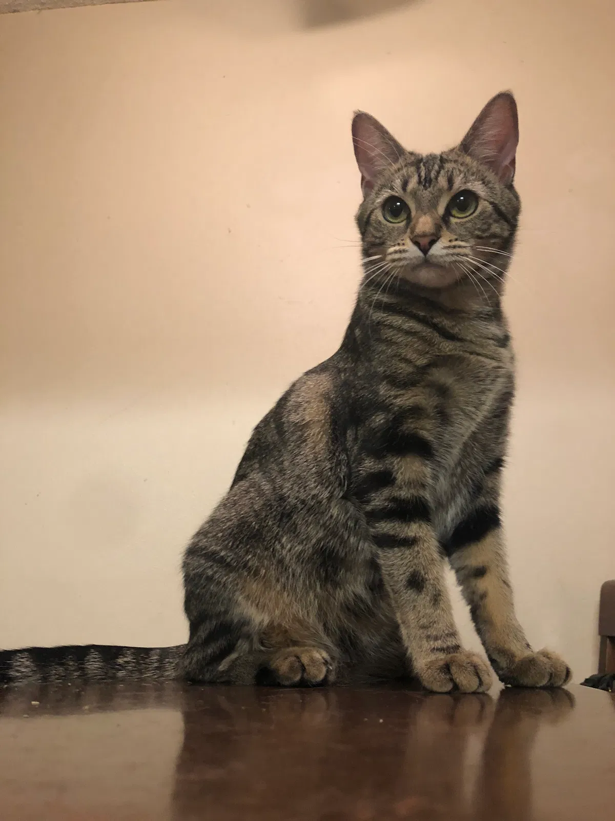 Lost cat in Orlando, FL, 32803