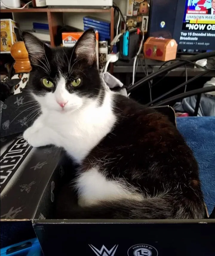 Lost cat in Longview, WA, 98632