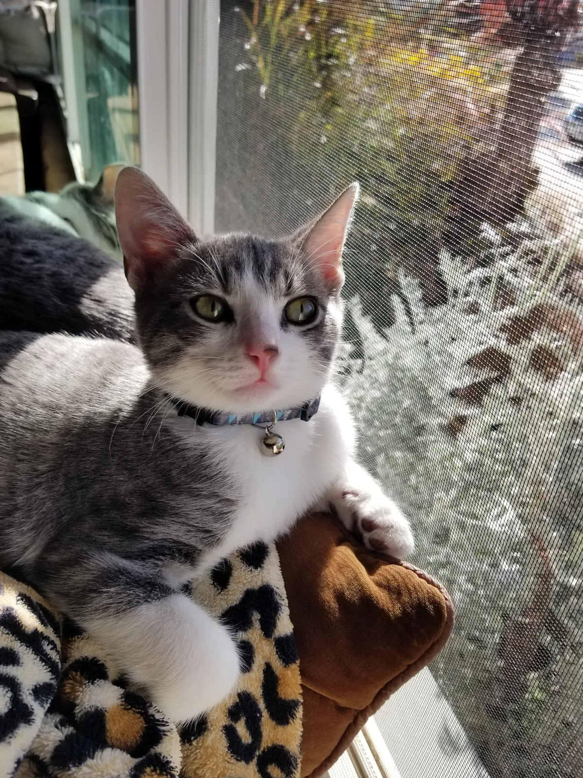 Lost cat in Fallbrook, CA, 92028