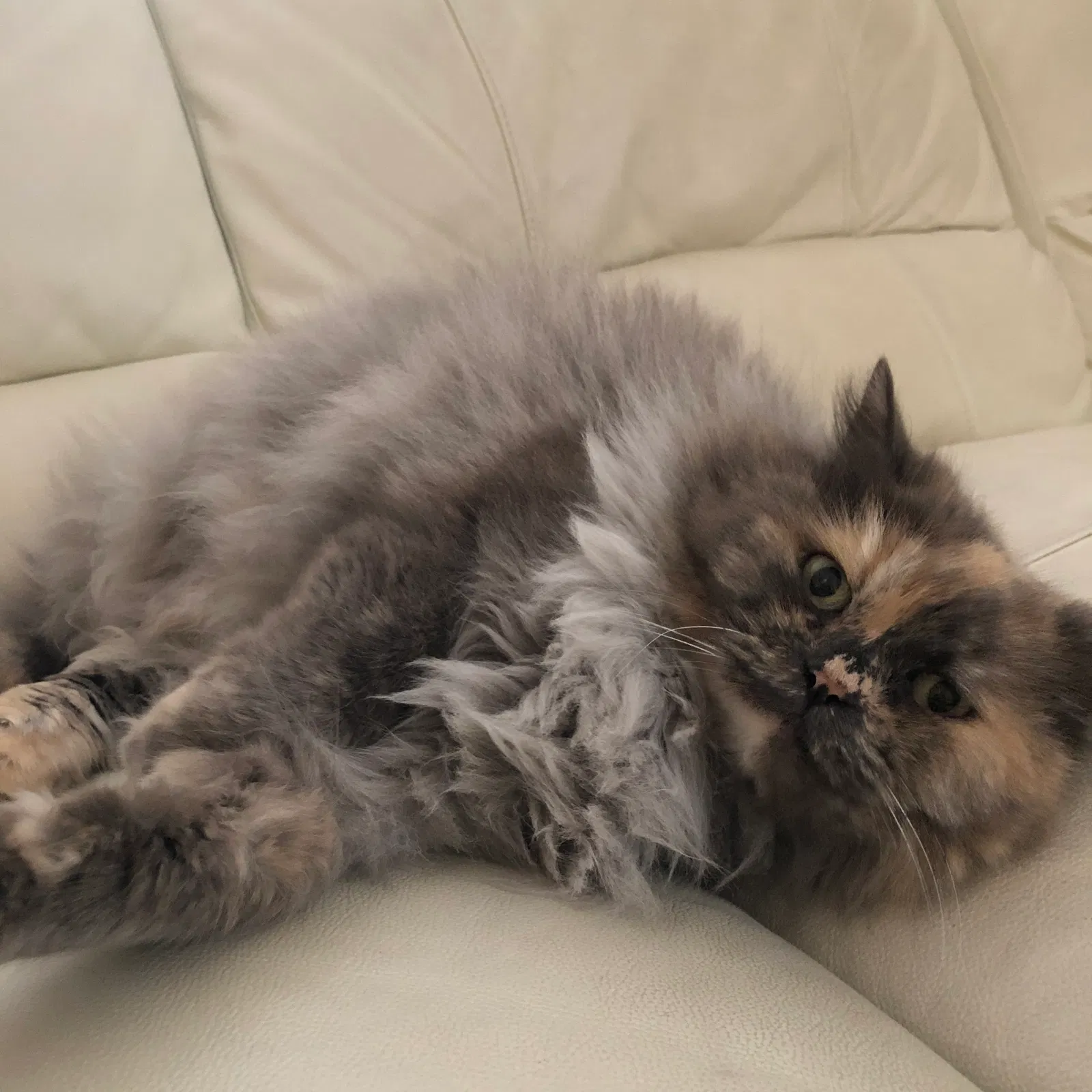 Lost cat in Brooklyn, NY, 11234