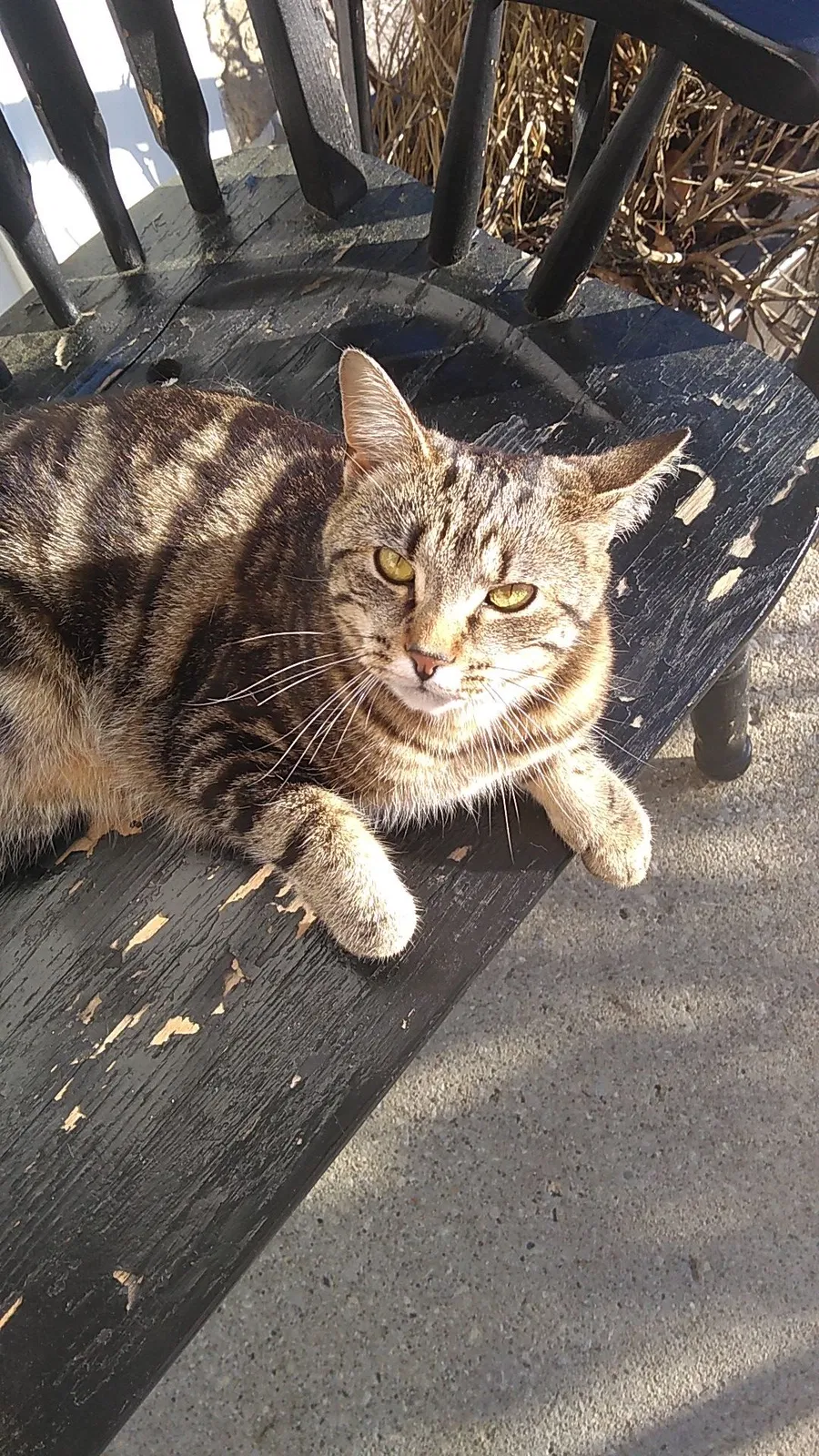 Lost cat in Cleveland, OH, 44118