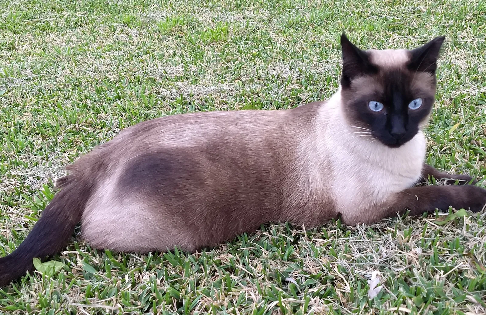Lost cat in Austin, TX, 78745