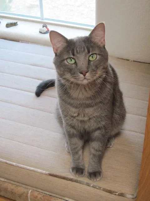 Lost cat in Myers Flat, CA, 95554