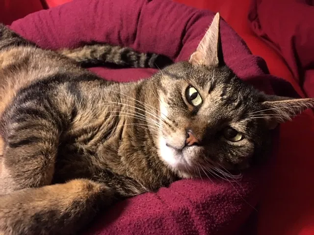 Lost cat in Colorado Springs, CO, 80923