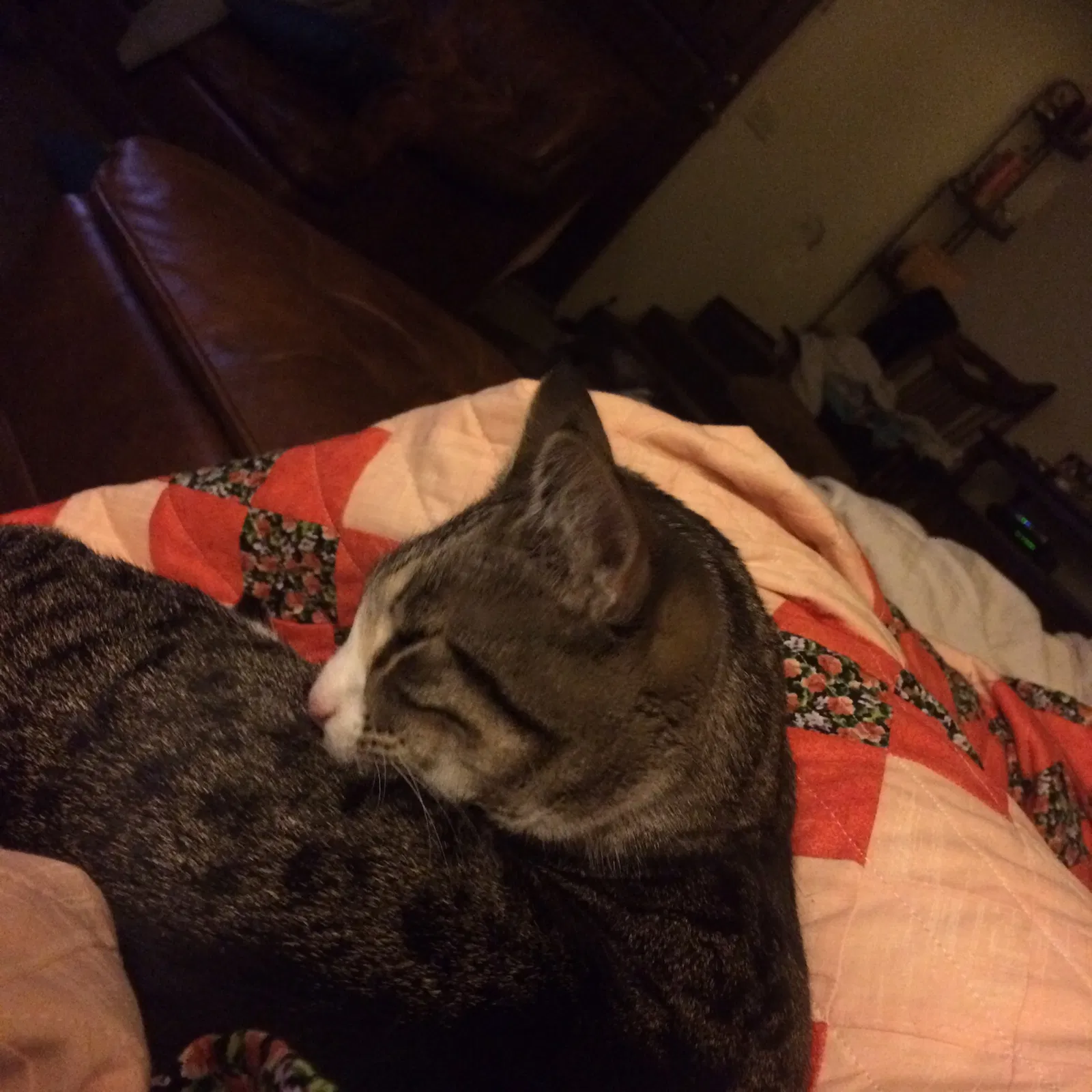Lost cat in Chico, CA, 95973