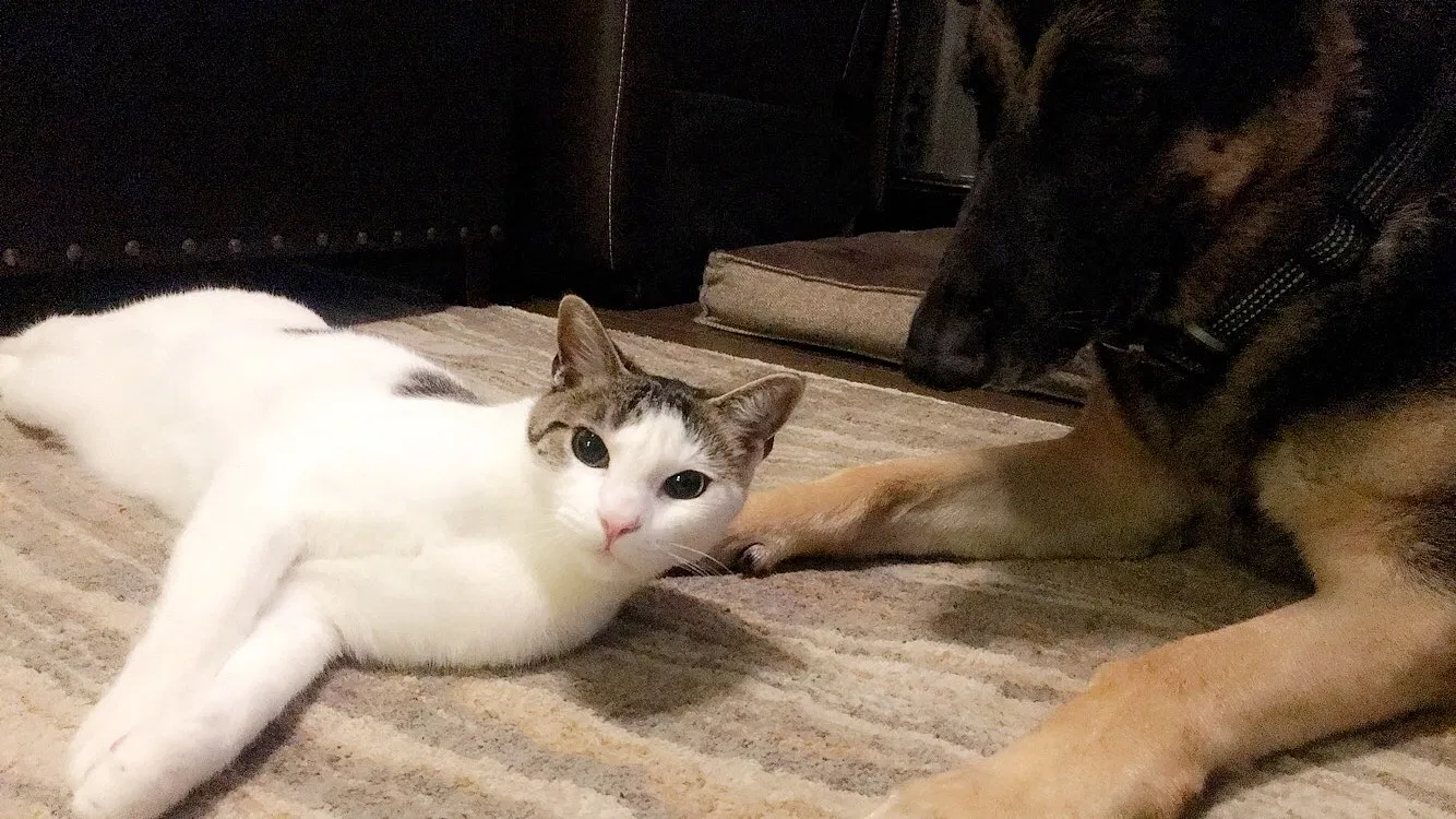 Lost cat in Pittsburg, CA, 94565