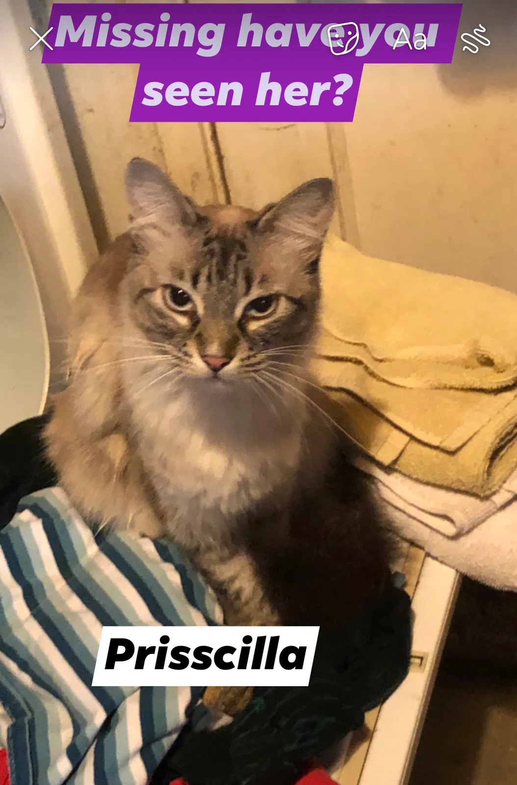 Lost cat in Redding, CA, 96003