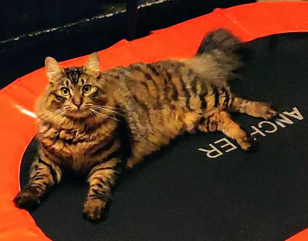 Lost cat in Olympia, WA, 98506