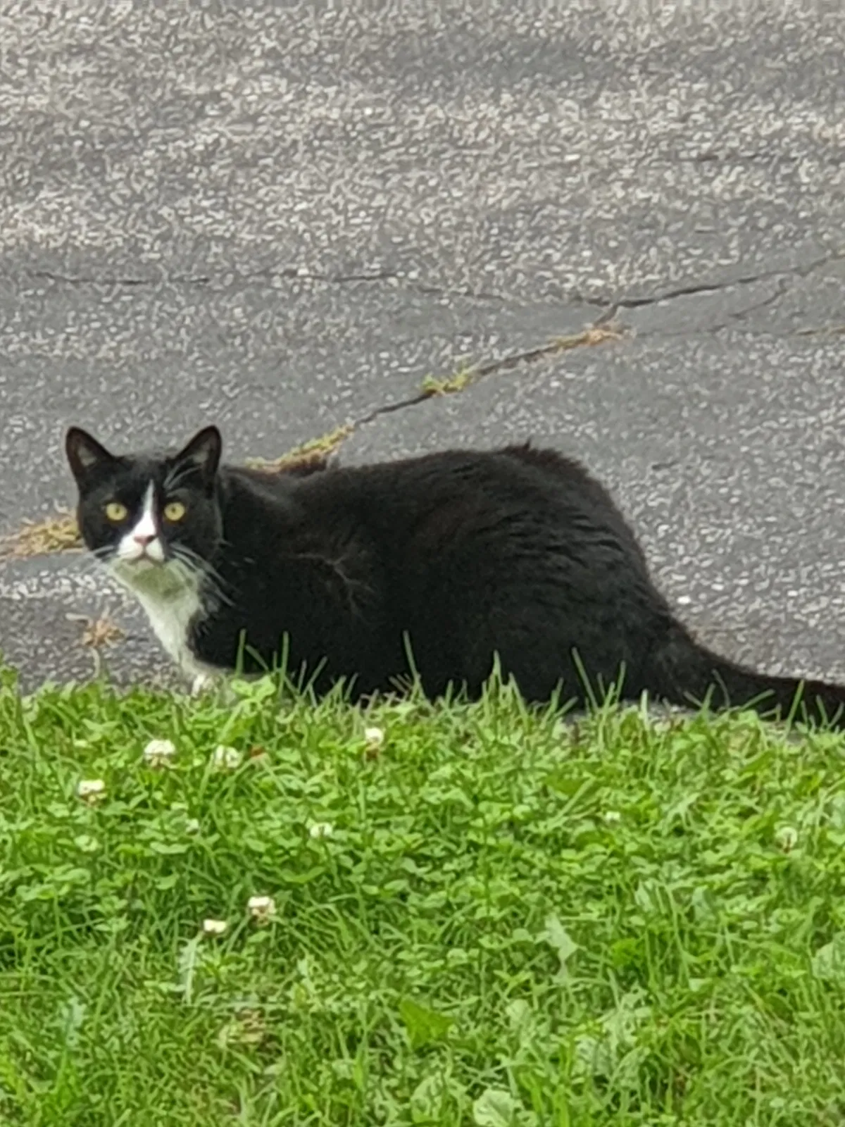 Lost cat in Unknown, CA, 0