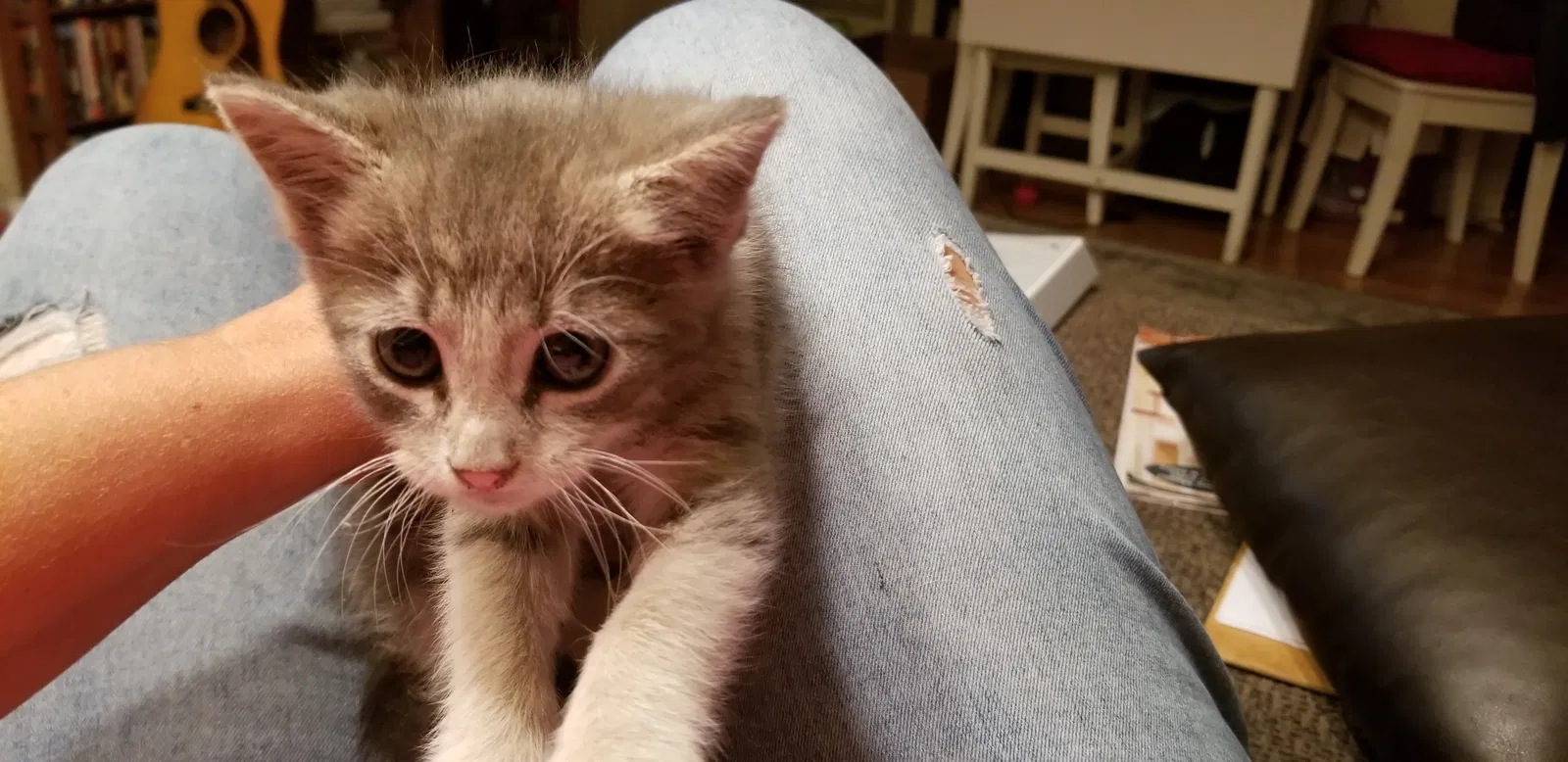 Found cat in Pomona, CA, 91766