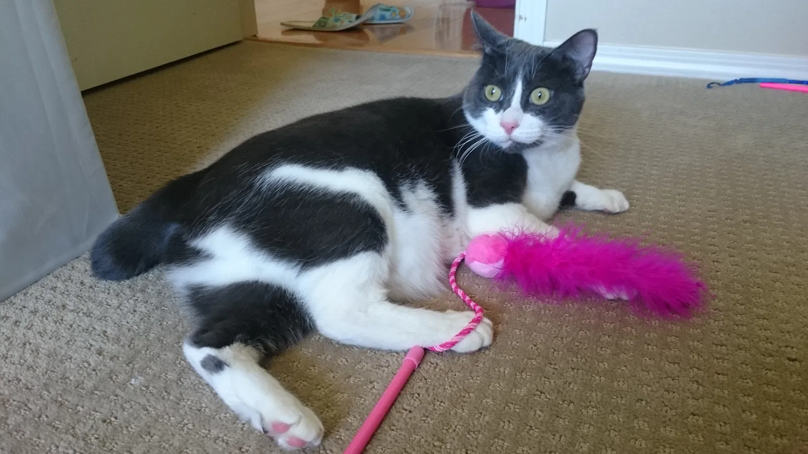 Lost cat in Seattle, WA, 98188