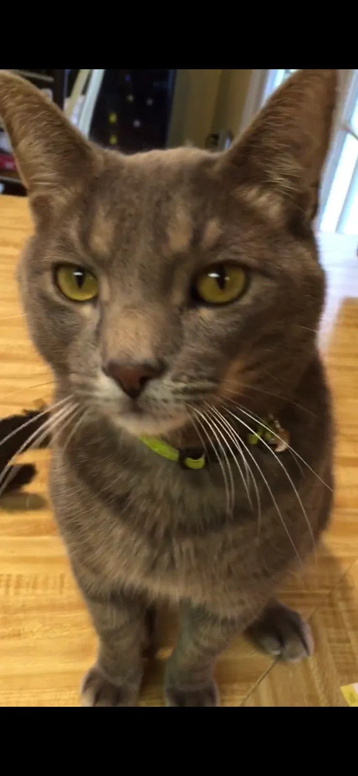 Lost cat in Loganville, GA, 30052