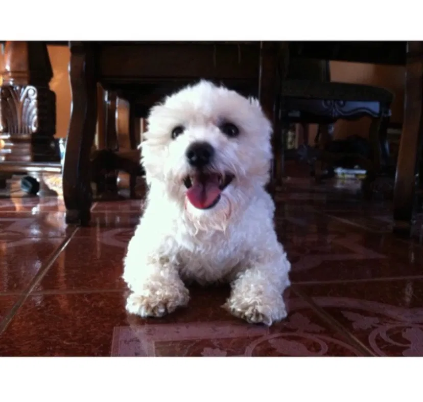 Lost dog in Kennesaw, GA, 30144