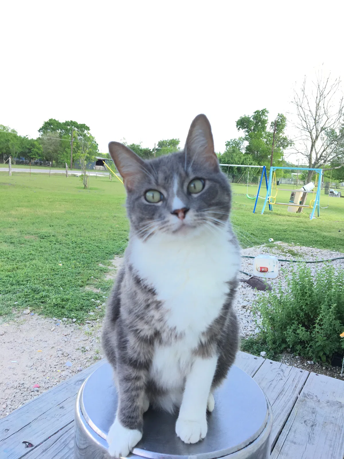 Lost cat in Buda, TX, 78610