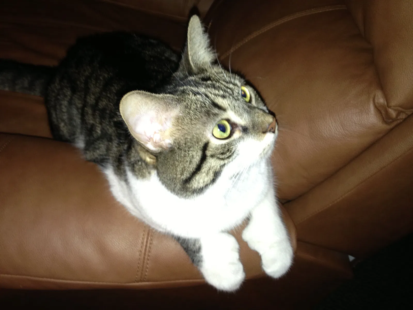 Lost cat in Summerville, SC, 29483