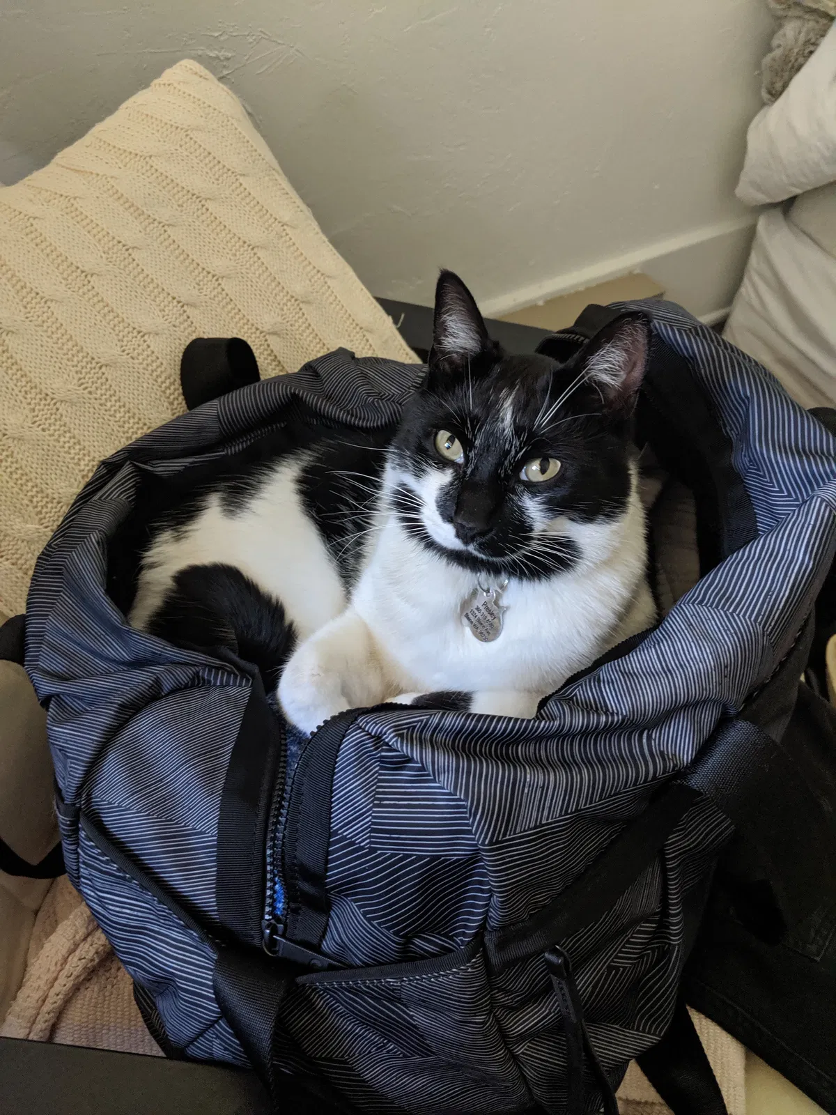 Lost cat in Blaine, WA, 98230