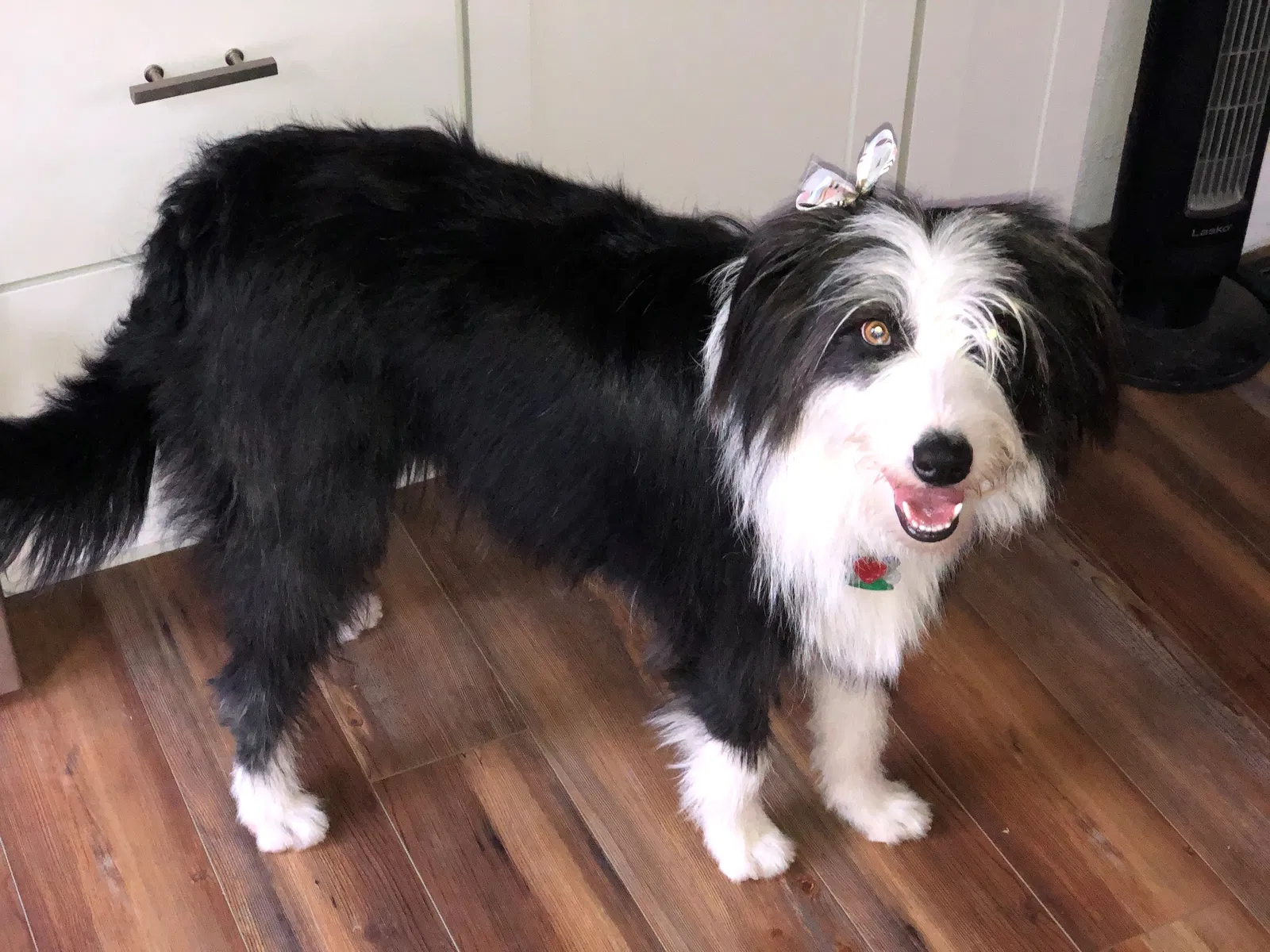 Lost dog in Twin Falls, ID, 83301