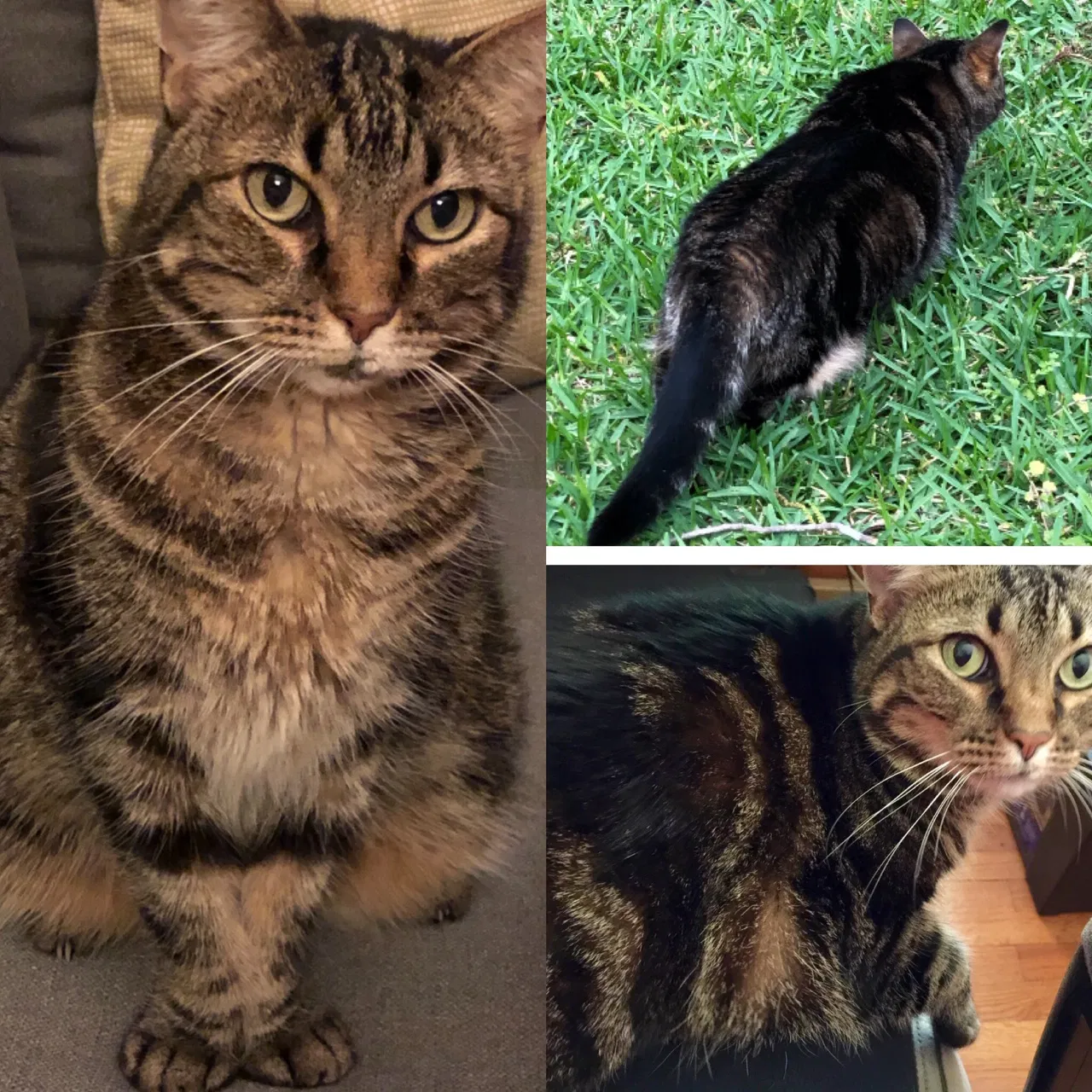 Lost cat in Dallas, TX, 75228
