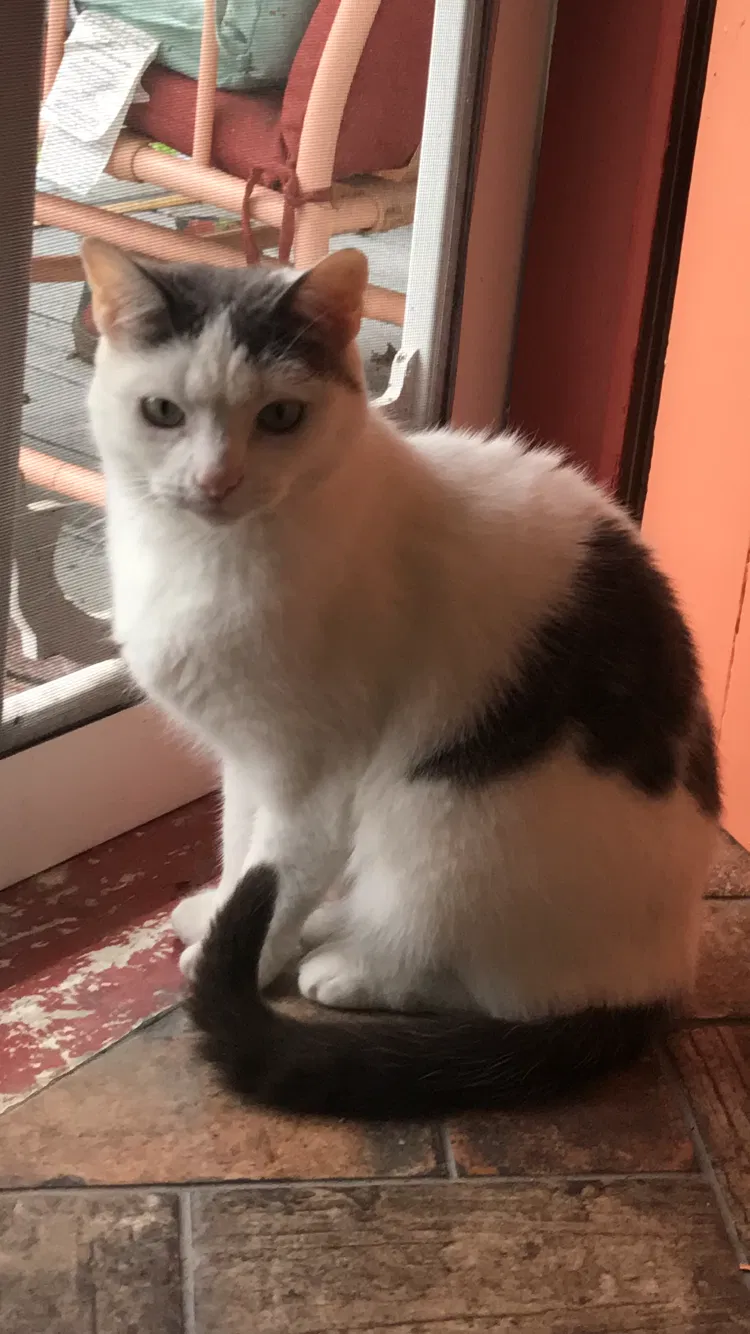 Lost cat in Grove City, OH, 43123