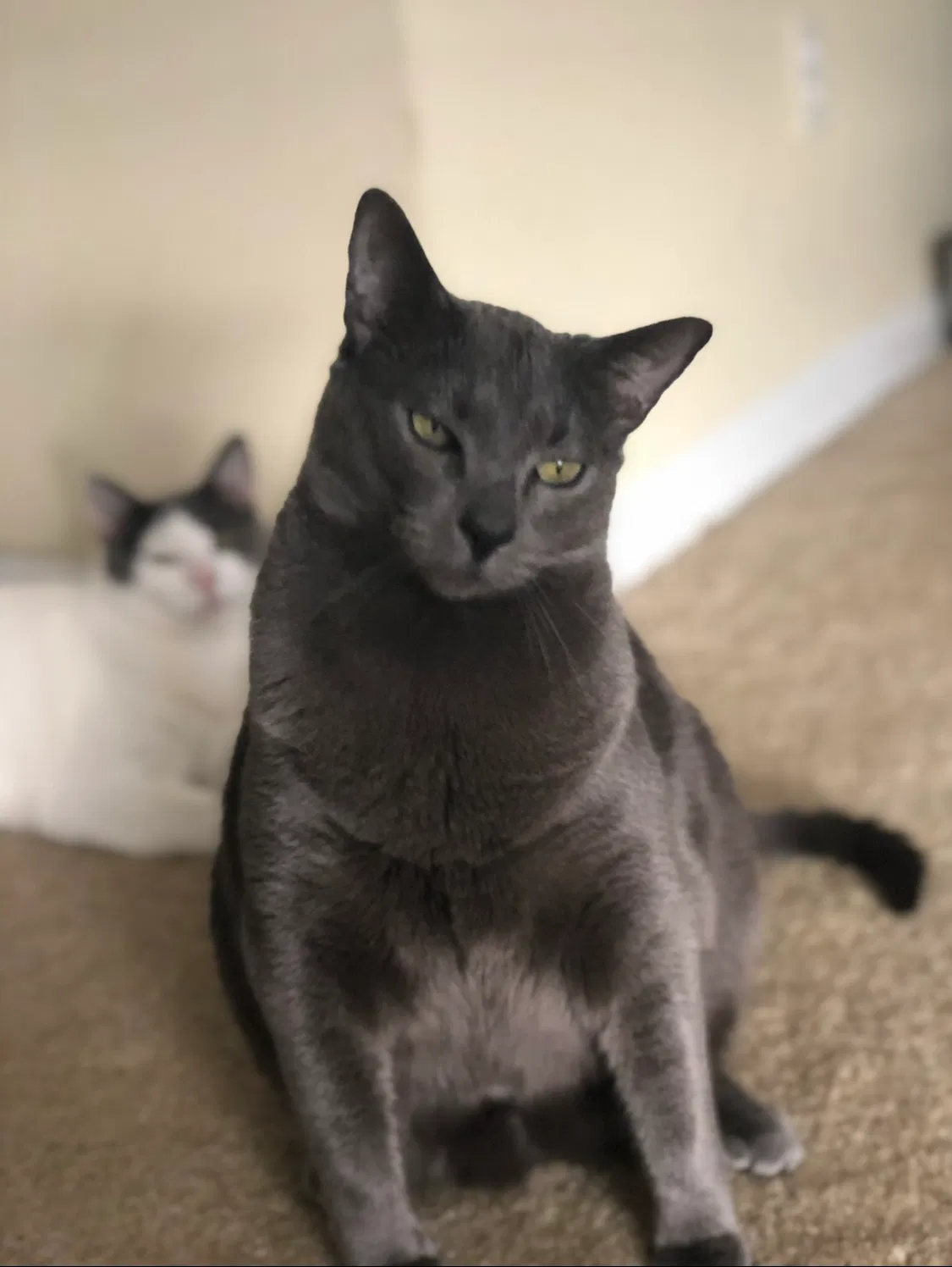 Lost cat in Pompano Beach, FL, 33073