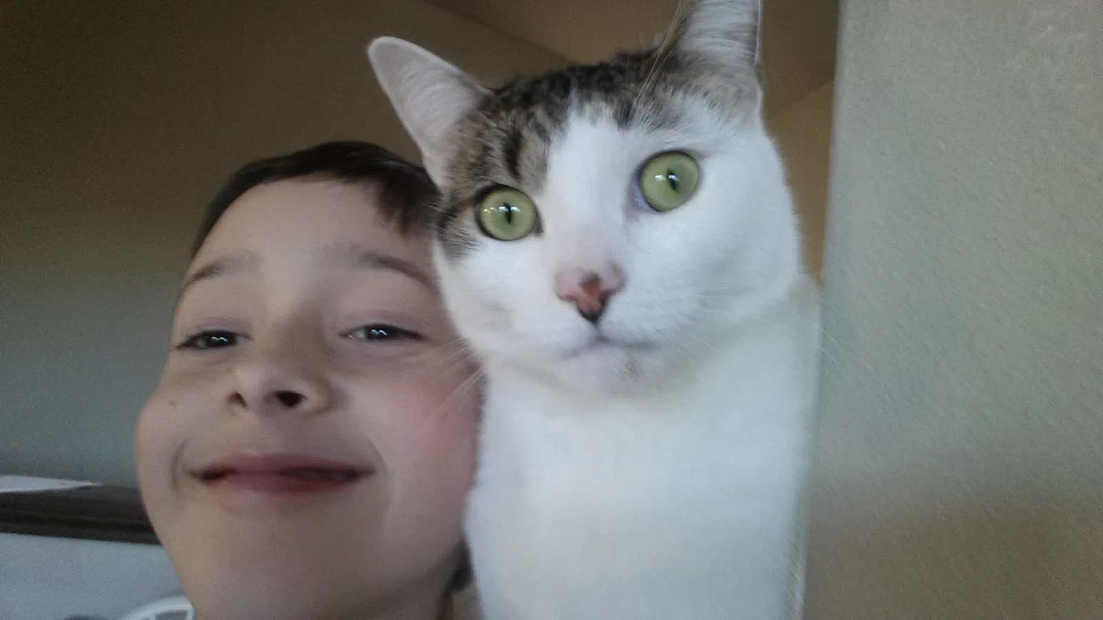 Lost cat in Arlington, WA, 98223