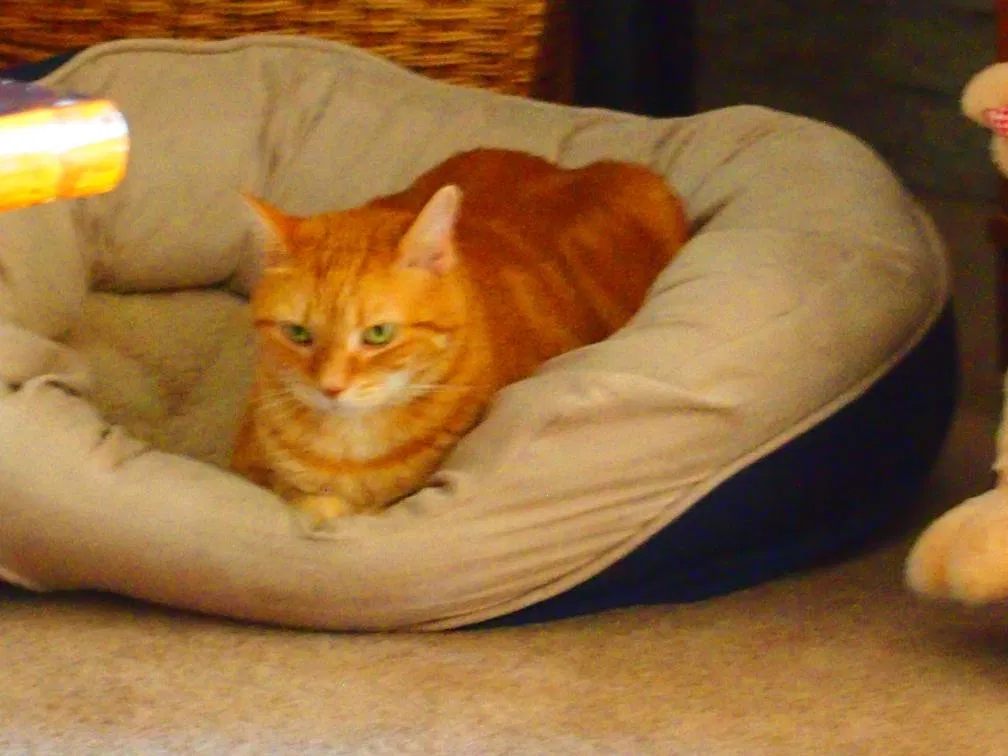Lost cat in Austin, TX, 78729