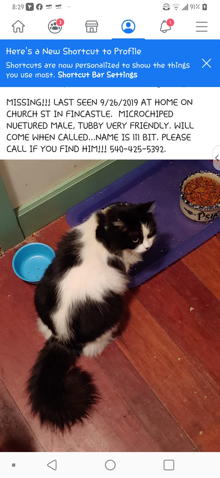 Lost cat in Fincastle, VA, 24090