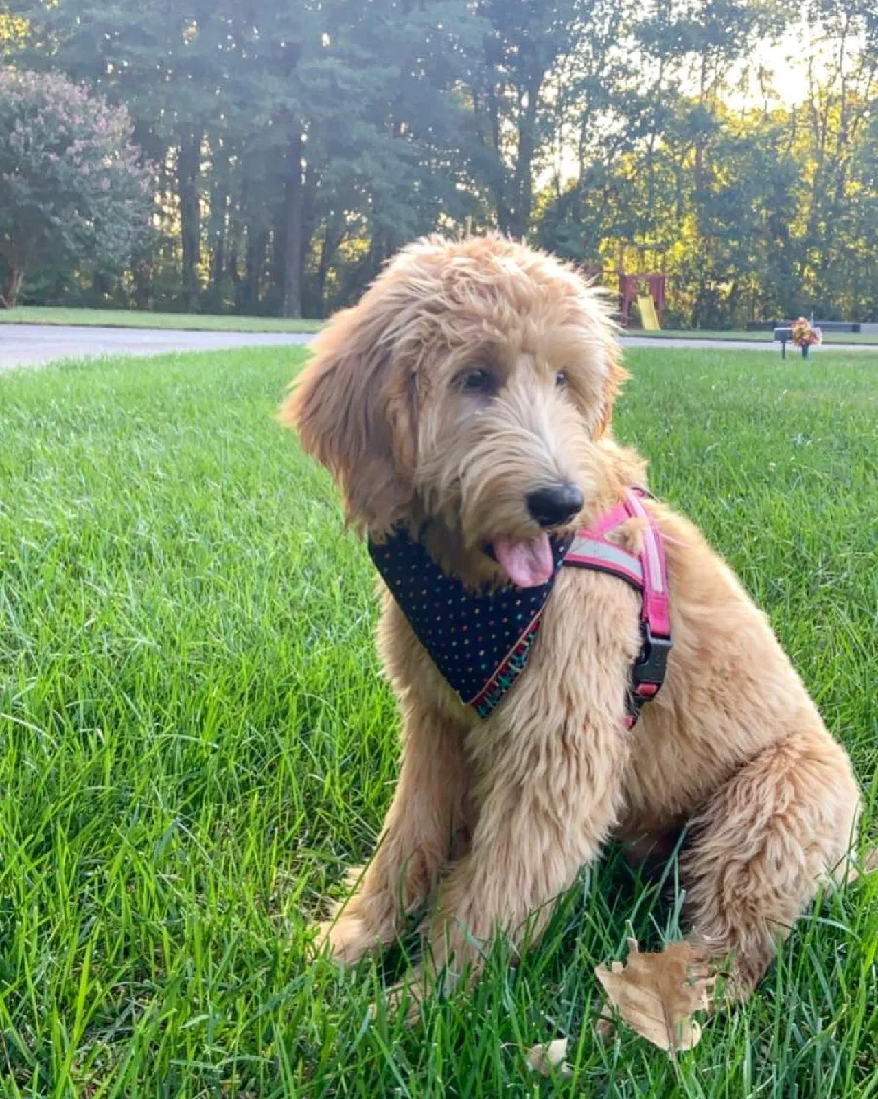 Lost dog in Statesville, NC, 28625