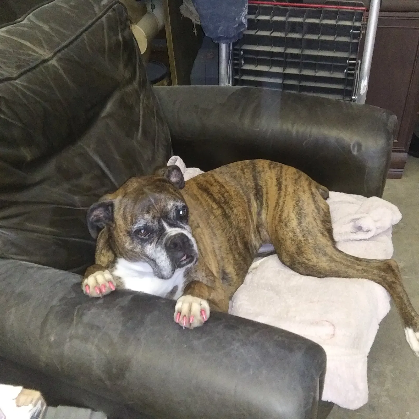 Lost dog in Hot Springs National Park, AR, 71913