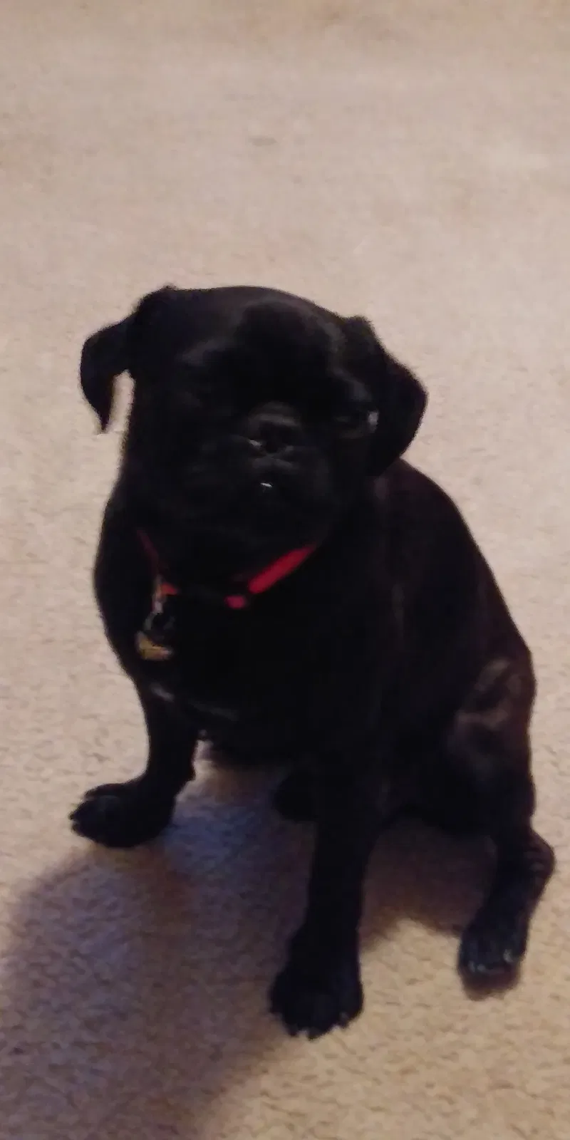 Lost dog in El Paso, TX, 79936