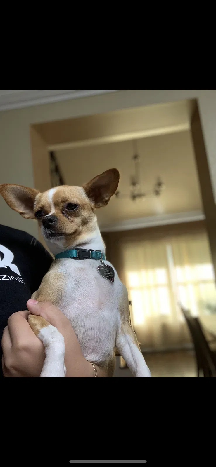 Lost dog in Kansas City, KS, 66106