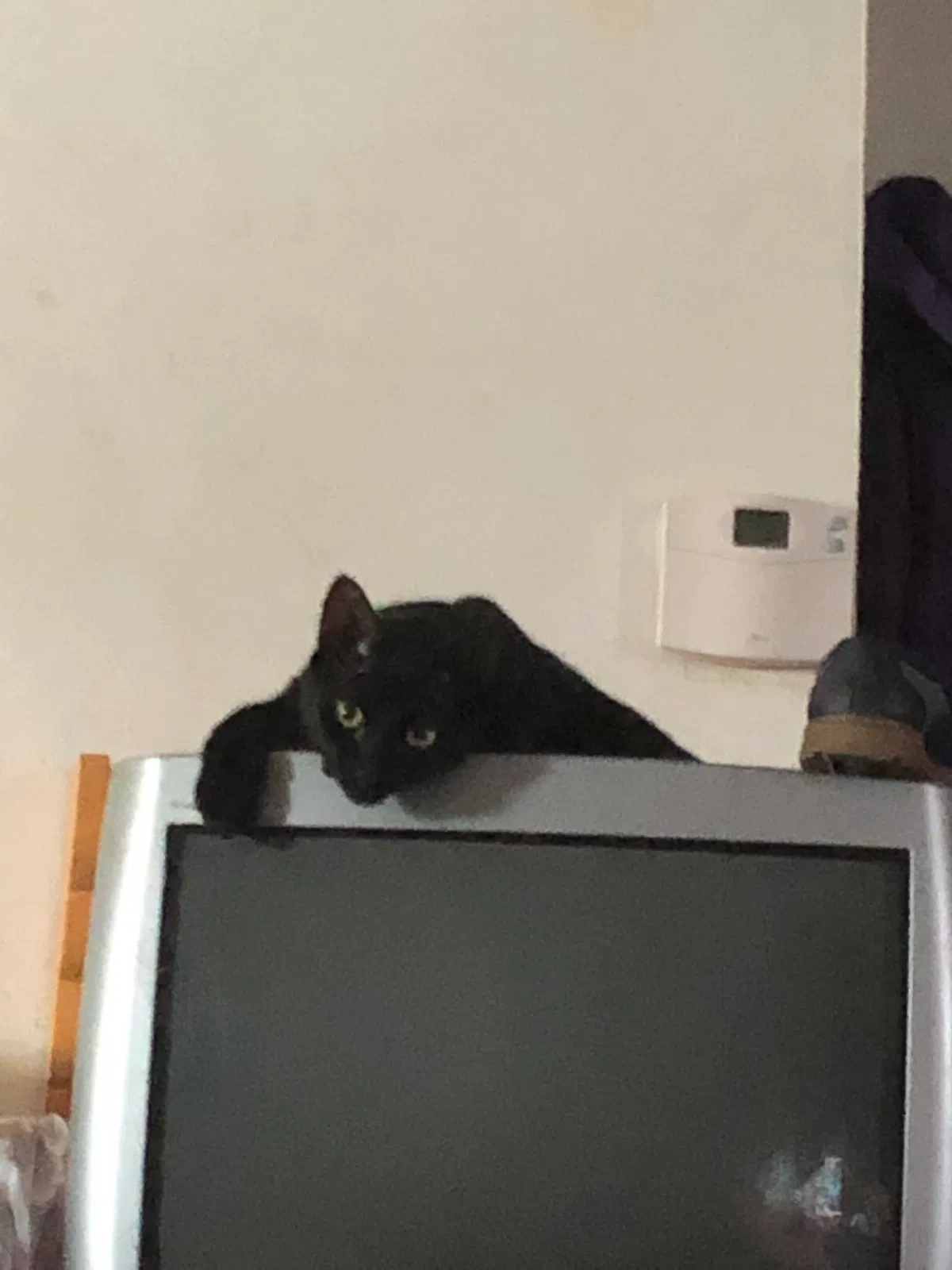 Lost cat in Buffalo, NY, 14227